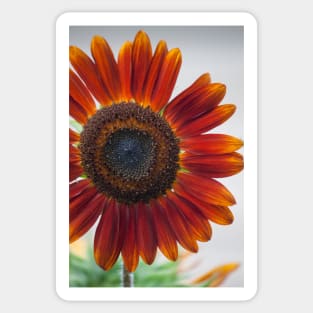 Sunflower Series XV Sticker